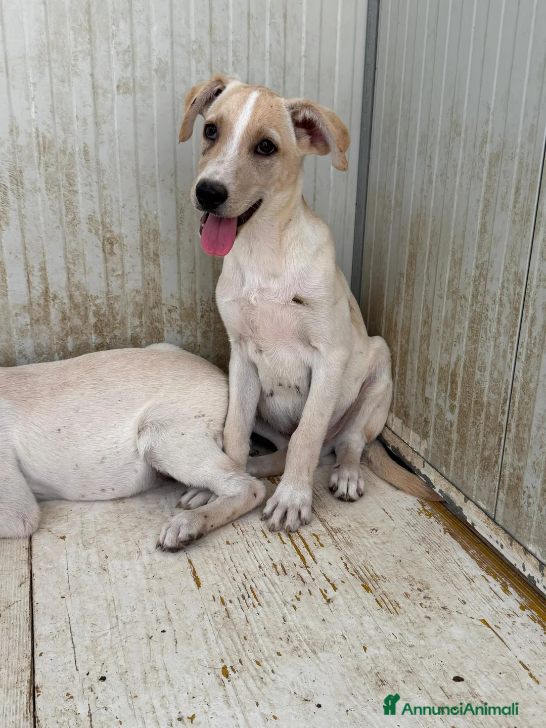 Meticcio cani in regalo: Harry  a Provincia di Barletta-Andria-Trani - Annuncio 4