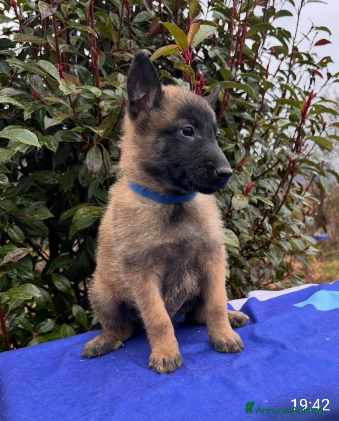 Pastore Belga cani in vendita: Cuccioli pastore belga Malinois  - Annuncio 5