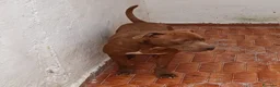 Pitbull cani in regalo: AIUTIAMO RED MERAVIGLIOSO PITT RED NOSE  - Annuncio 2