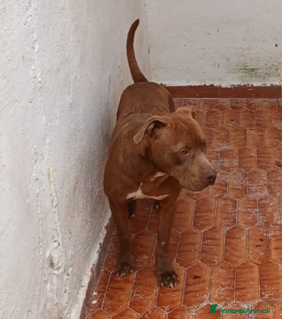 Pitbull cani in regalo: AIUTIAMO RED MERAVIGLIOSO PITT RED NOSE  - Annuncio 2