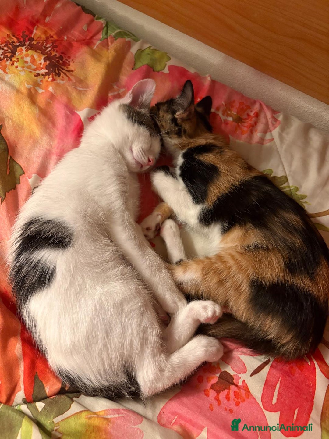 Altre razze gatti in vendita: Due gatti non separabili  - Annuncio 2