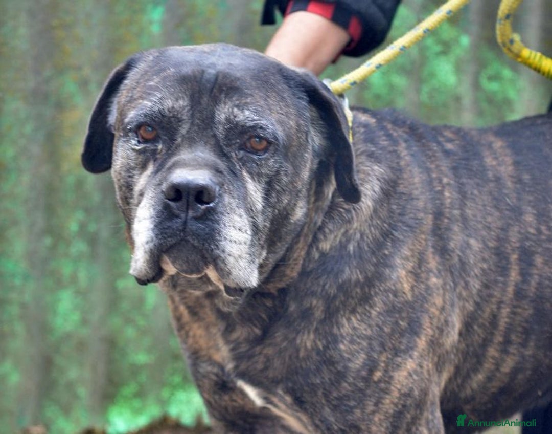 Cane Corso cani in regalo: MAMBO SEI VECCHIO NON SERVI PIU', IN ADOZIONE - Annuncio 1