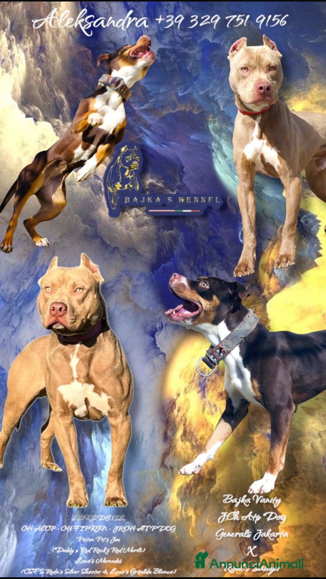 Pitbull cani in vendita: Cuccioli pitbull con pedigree  - Immagine 1