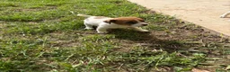 Jack Russell cani in vendita: Cuccioli Jack Russell cercano casa - Annuncio 5
