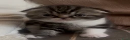 Scottish gatti in vendita: Cucciola Scottish fold - Annuncio 8