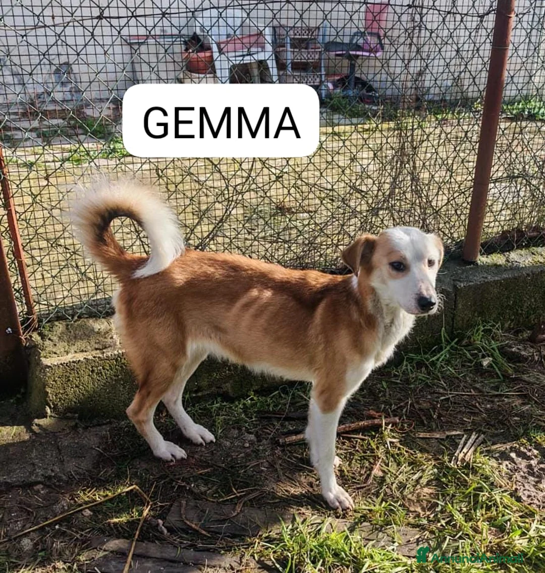 Meticcio cani in regalo: Gemma: dolce e sensibile  - Annuncio 9