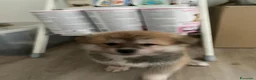 Akita Inu cani in vendita: cucccioli - Annuncio 7