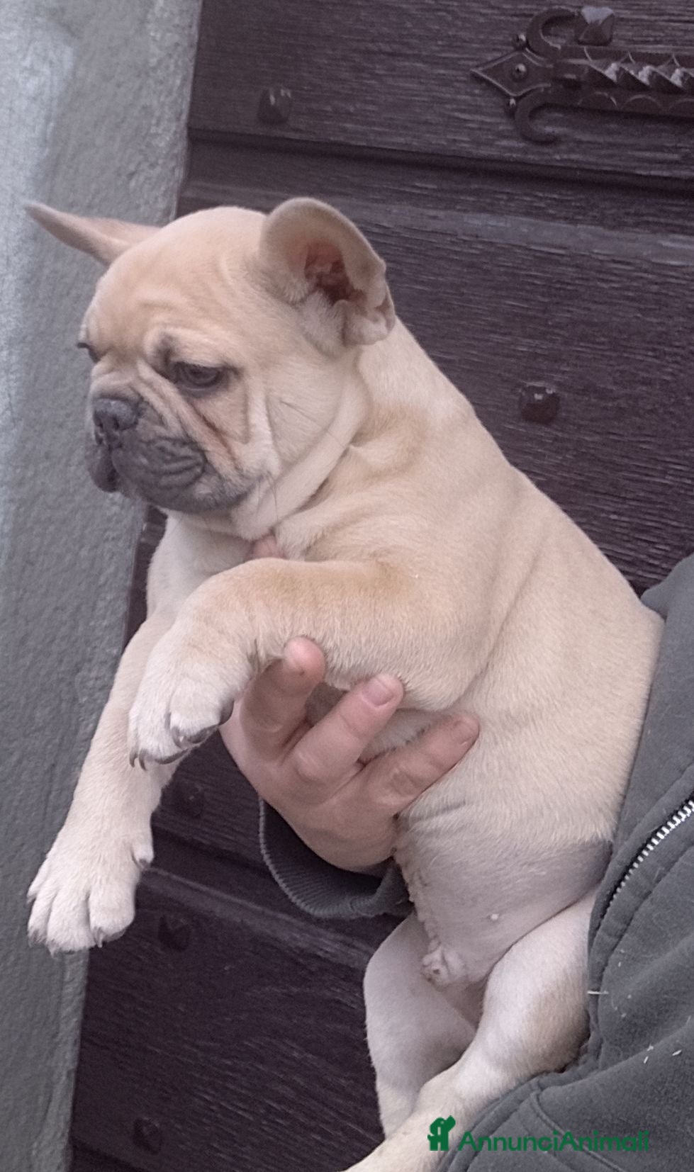 Bulldog Francese cani Bulldog francese  - Annuncio 1