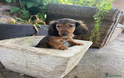 Bassotto cani in vendita: 🌟Splendidi cuccioli di bassotto a pelo lungo🌟 a Città metropolitana di Milano - Immagine 5