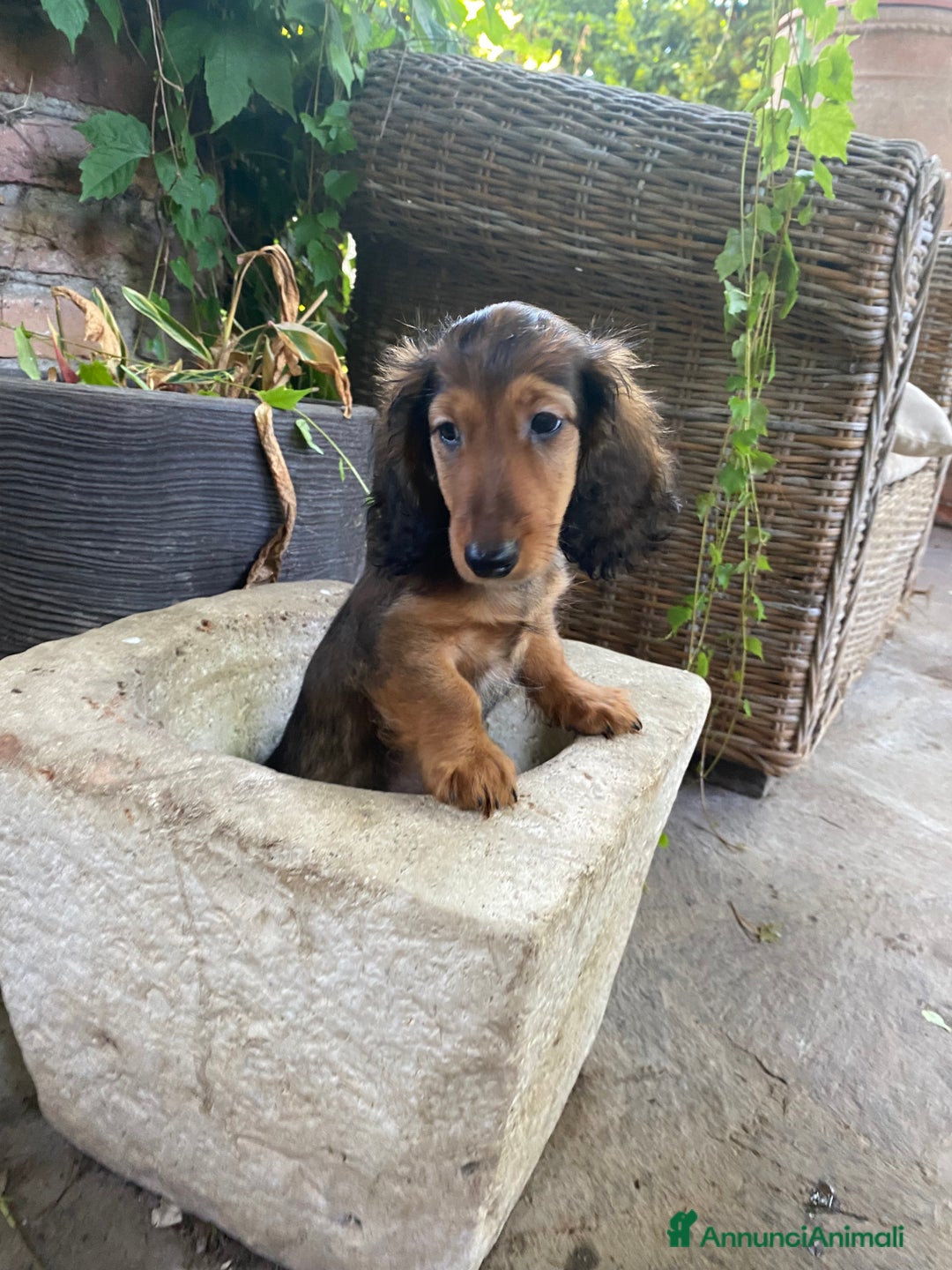 Bassotto cani in vendita: 🌟Splendidi cuccioli di bassotto a pelo lungo🌟 a Città metropolitana di Milano - Immagine 5