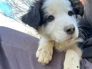Border Collie cani Cucciolo Border collie - Annuncio 1
