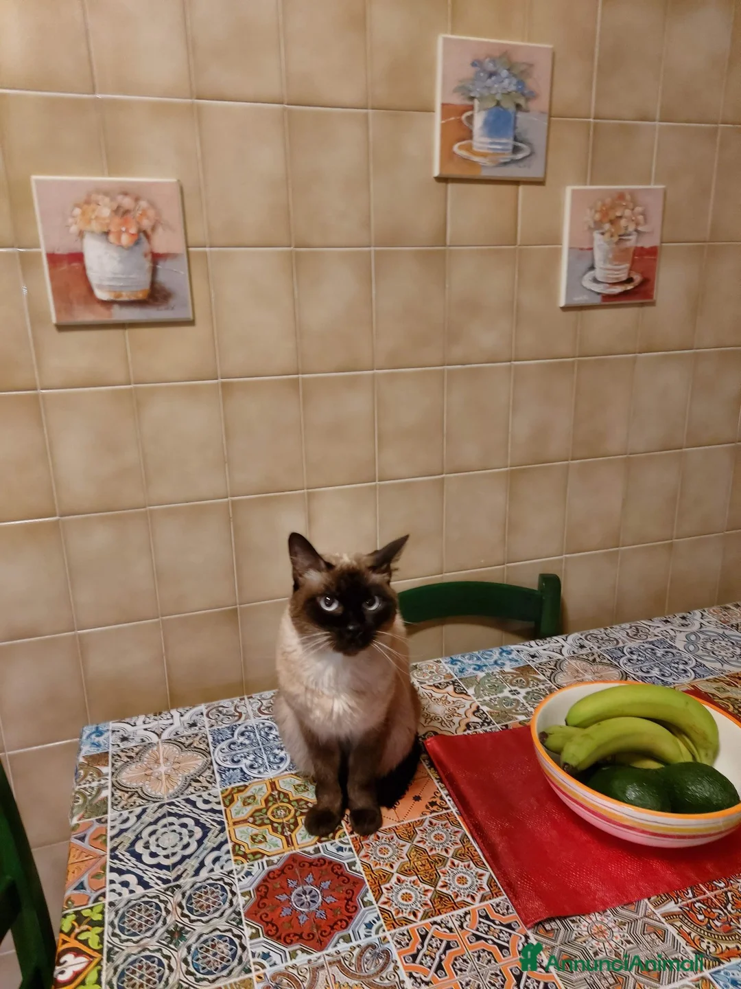 Europeo gatti in regalo: Gattina cerca casa e famiglia amorevole  a Città metropolitana di Milano - Annuncio 8