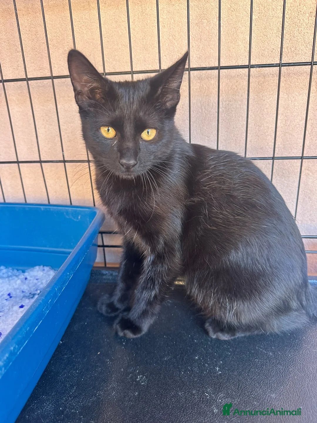 Europeo gatti in regalo: Mora meravigliosa micina nera - Annuncio 1