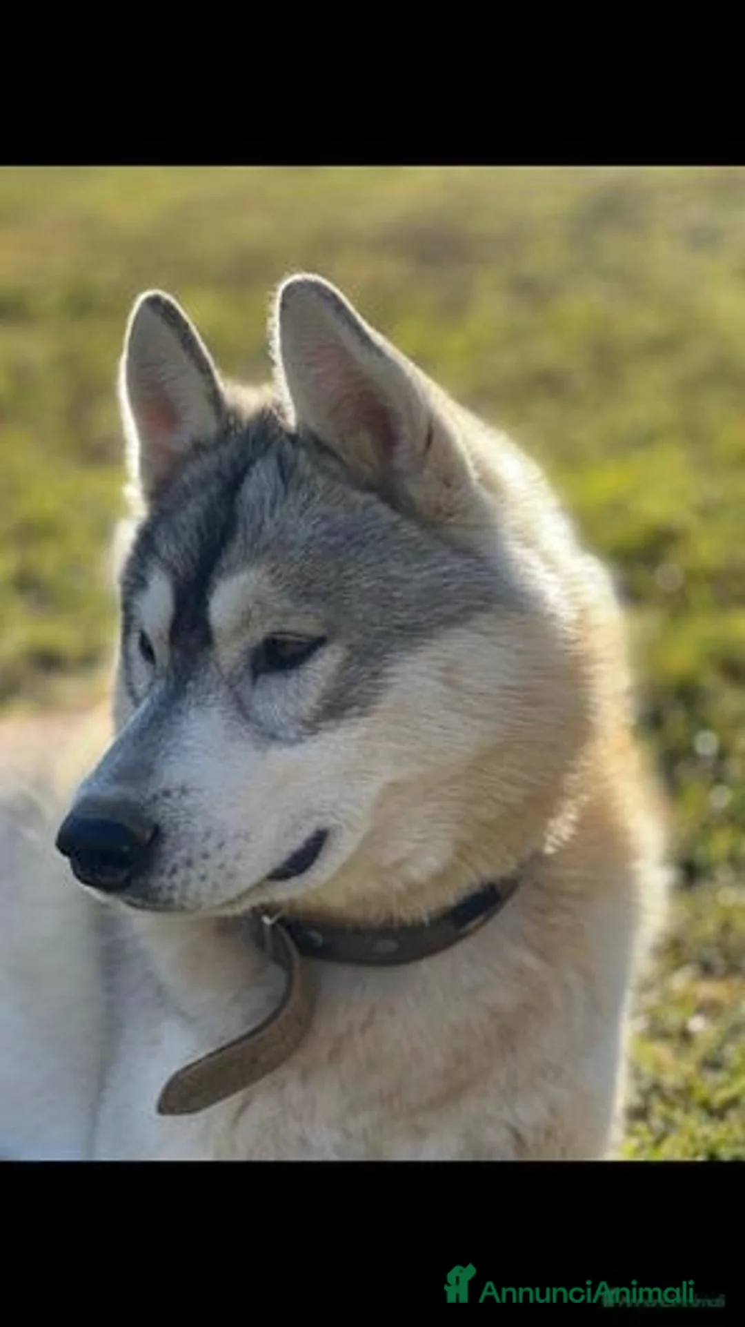 Husky cani per accoppiamento: Maschio di Siberian Husky per Monta a Provincia di Cuneo - Annuncio 5
