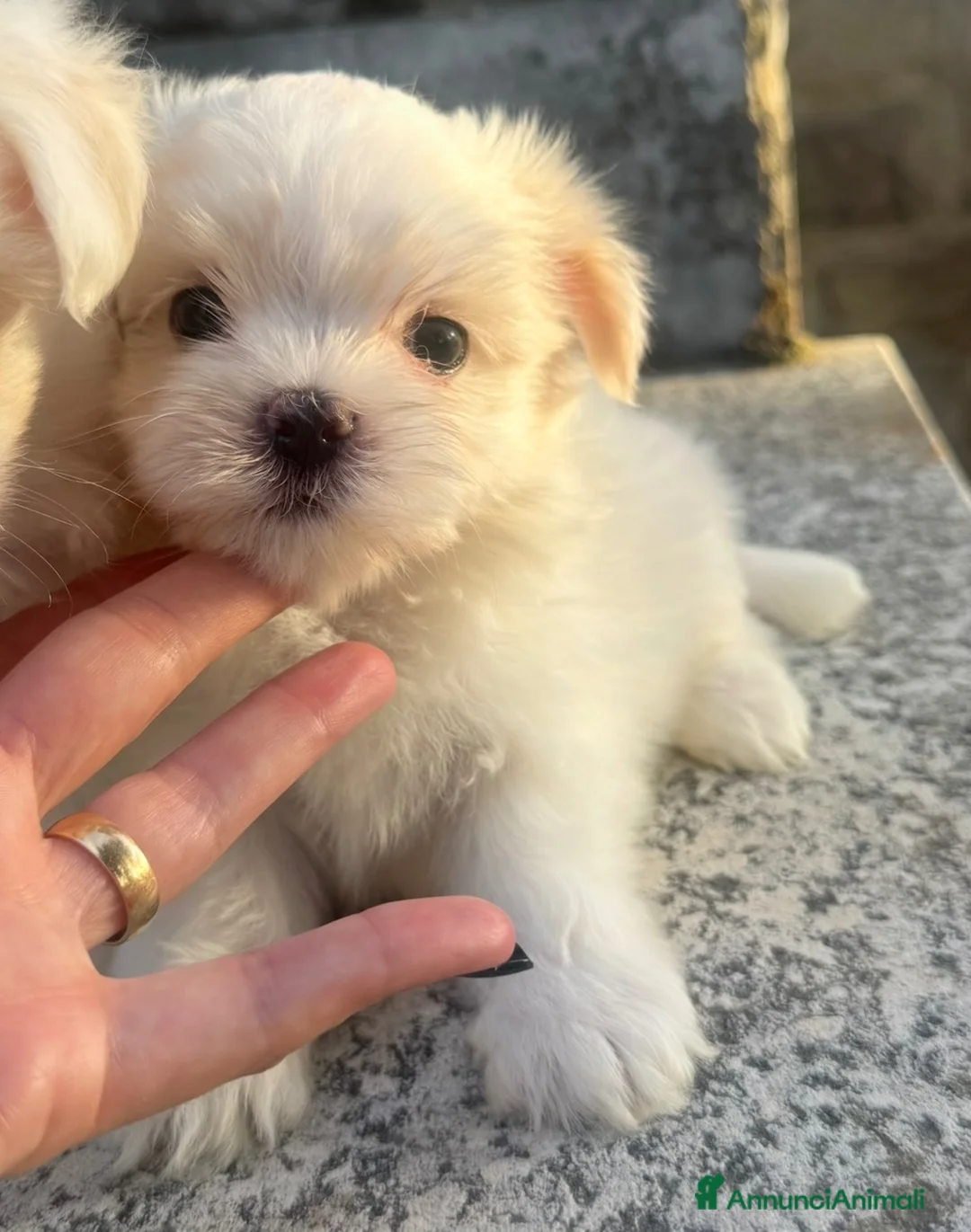 Maltese cani in vendita: Maltesi pedigree Enci pagamenti agevolati  - Annuncio 2