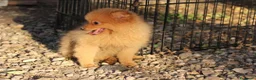 Spitz cani in vendita: Spitz tedesco piccolo volpino  - Annuncio 1