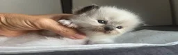 Ragdoll gatti in vendita: Straordinari cuccioli ragdoll a Provincia di Monza e della Brianza - Annuncio 4
