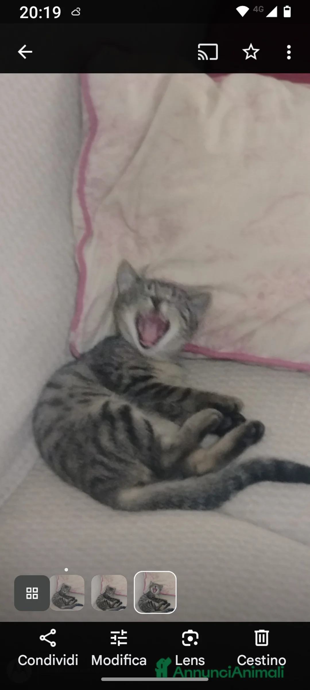 Altre razze gatti in regalo: Regalo gattina  a Provincia di Parma - Annuncio 4