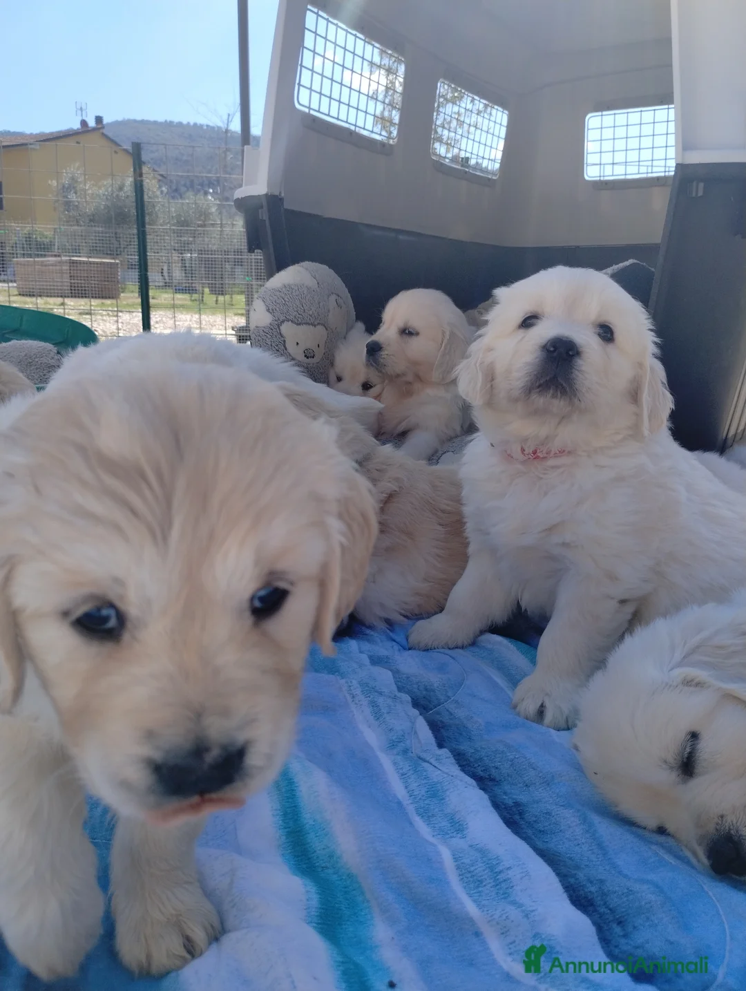 Golden Retriever cani in vendita: Cuccioli di Golden retriever  - Annuncio 7