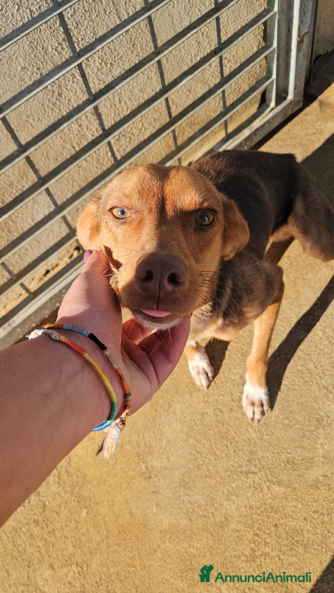 Meticcio cani in regalo: Lupo: cucciolotto taglia piccola socievole  a Città Metropolitana di Genova - Annuncio 23