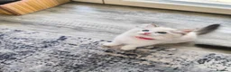 Ragdoll gatti in vendita: Cuccioli di Ragdoll con pedigree enfi - Annuncio 5