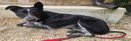 Meticcio cani in regalo: Serafina 3 anni Taglia media piccola  - Annuncio 2