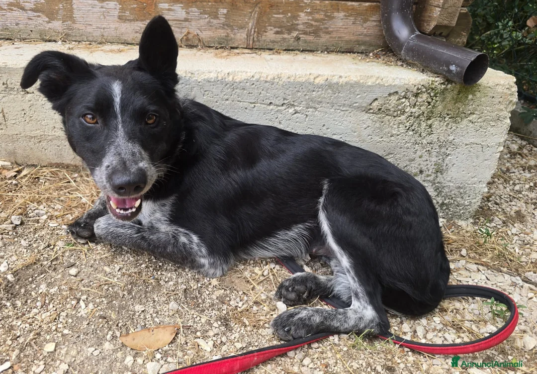 Meticcio cani in regalo: Serafina 3 anni Taglia media piccola  - Annuncio 2