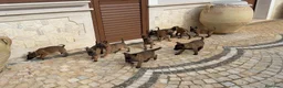 Pastore Belga cani in vendita: Splendidi cuccioli di Pastore Belga Malinois  - Annuncio 8
