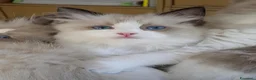 Ragdoll gatti in vendita: Cucciola ragdoll pedigree Afef  - Annuncio 4