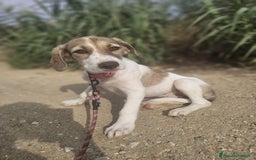 Altre razze cani in regalo: ZEUS E ZELDA - Immagine 3