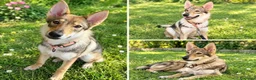 Lupo Cecoslovacco cani in regalo: Freya bellissima cucciola di lupo cecoslovacco a Provincia di Padova - Annuncio 1