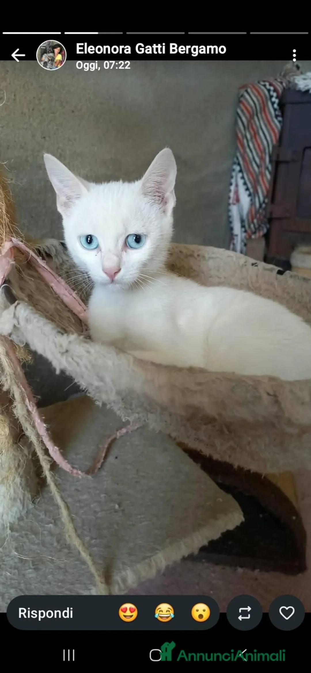 Altre razze gatti in regalo: Due piccolissimi fratellini in cerca di casa - Annuncio 1