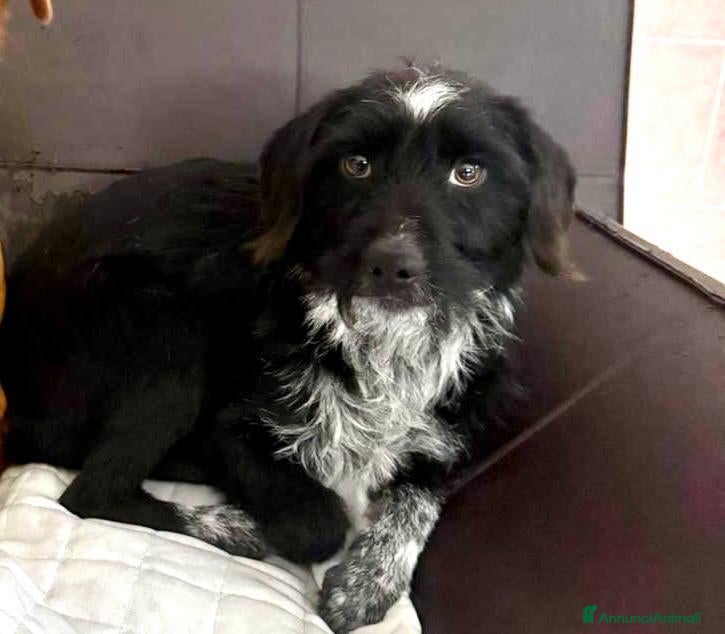Meticcio cani Nerina - Annuncio 2