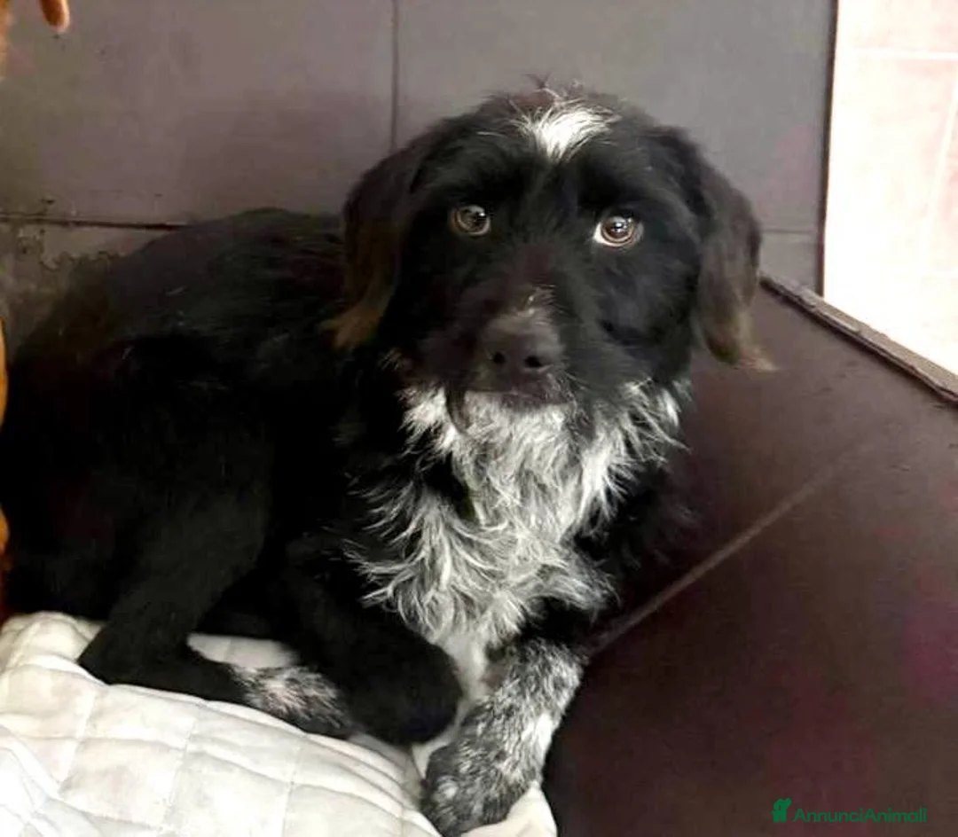 Meticcio cani in regalo: Nerina - Annuncio 1