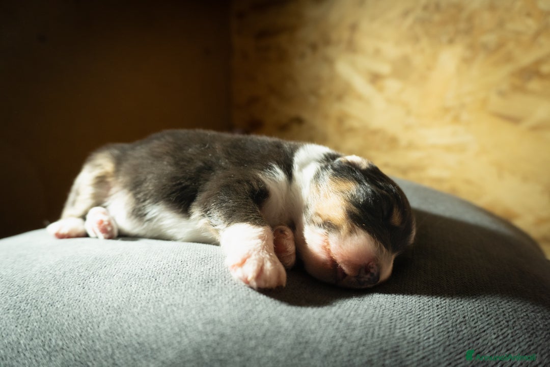 Australian Shepherd cani in vendita: Australian Shepherd  - Annuncio 21