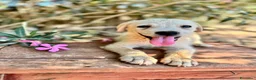 Meticcio cani in regalo: FIDO  - Annuncio 2