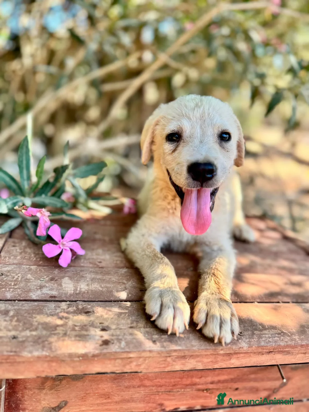 Meticcio cani in regalo: FIDO  - Annuncio 2
