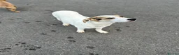 Meticcio cani in regalo: LIAM CERCA ADOZIONE - Annuncio 3