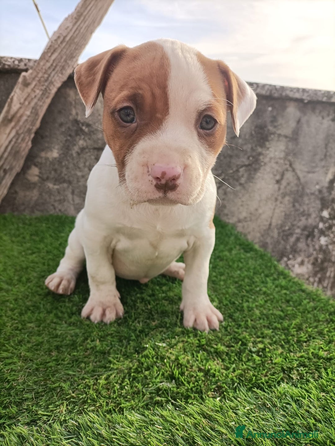 Pitbull cani in vendita: Cuccioli pitbull terrier  - Annuncio 8