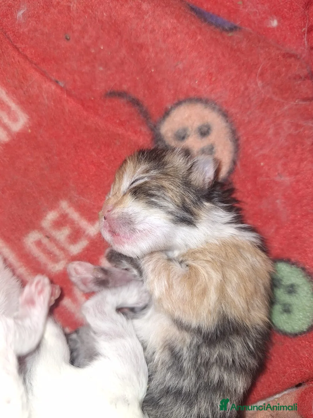Persiano gatti in vendita: Persiani gattini - Annuncio 2
