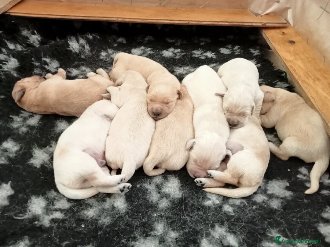 Golden Retriever cani in vendita: Golden Retriever  - Annuncio 3