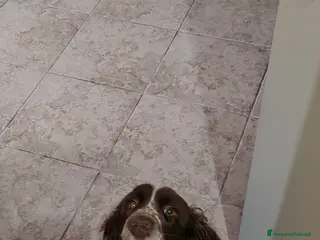 Springer Spaniel Inglese cani SPRINGER SPANIEL PER MONTA - Annuncio 19