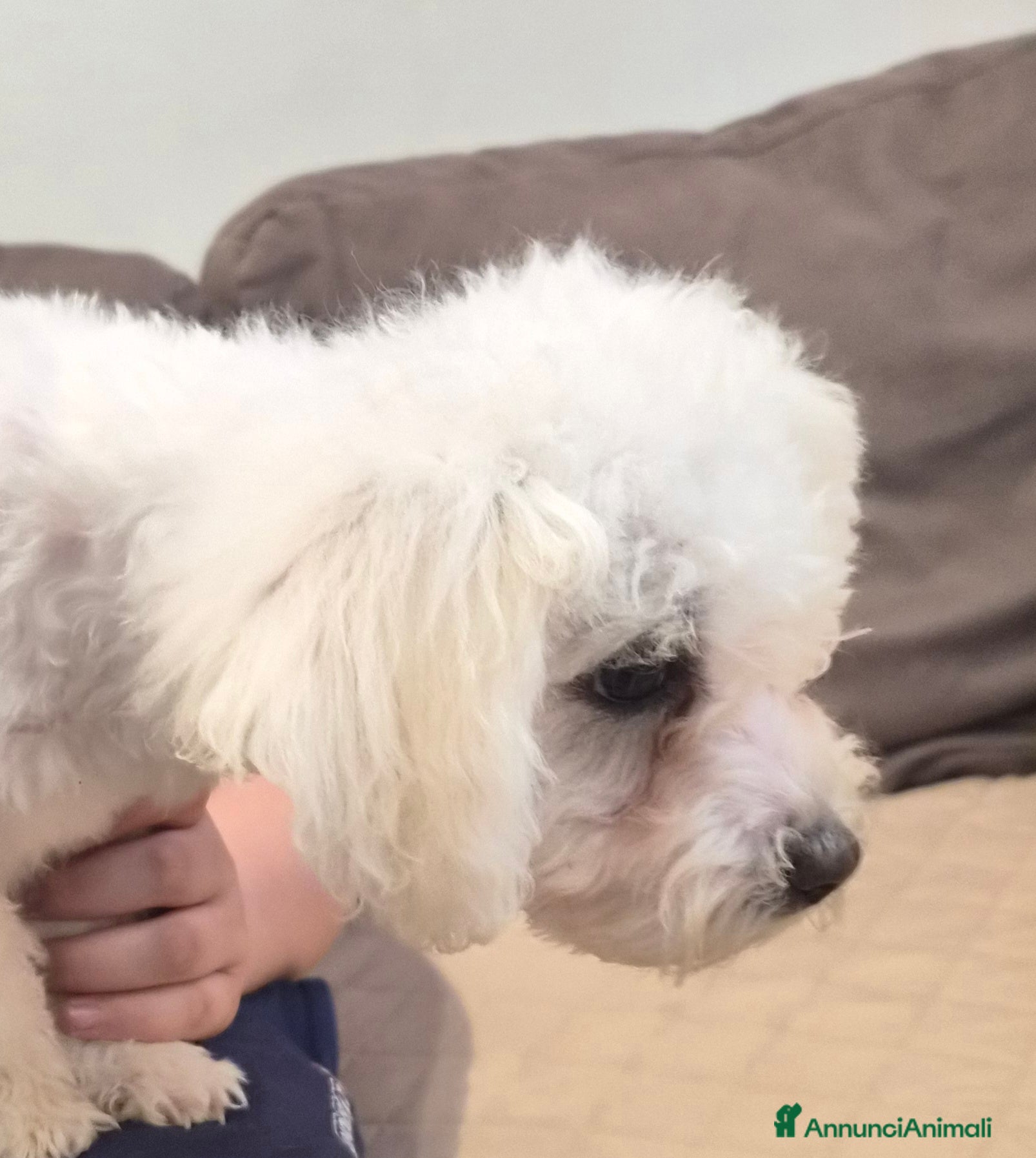 Maltese cani Cucciolo Femmina toy e maschio mini  - Annuncio 1