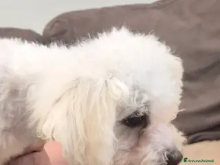 Maltese cani Cucciolo Femmina toy e maschio mini - Annuncio 1