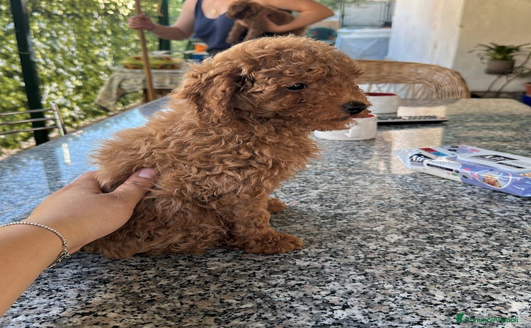 Barboncino Toy cani a Provincia di Foggia - Annuncio 12