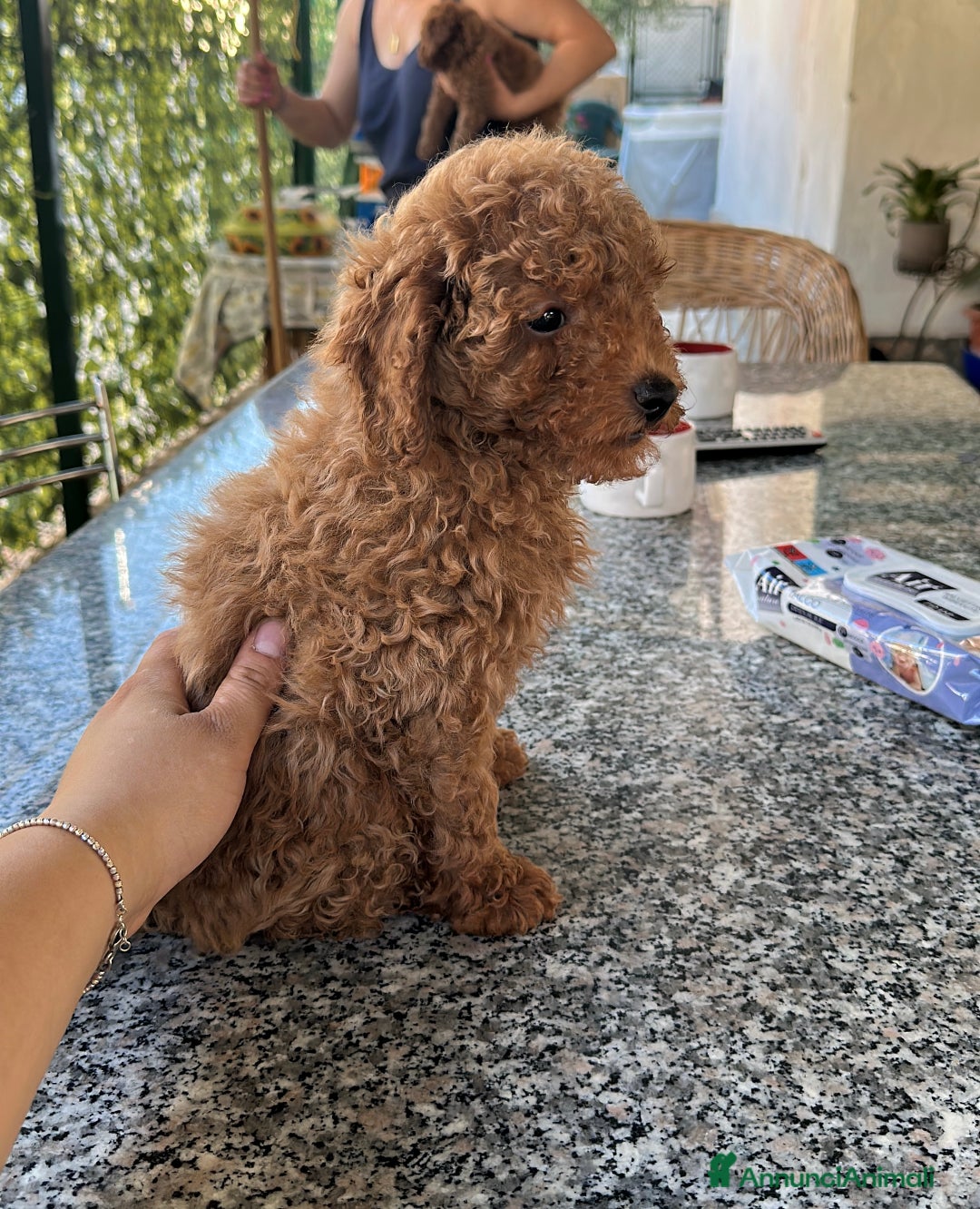 Barboncino Toy cani in vendita: Barboncino Toy Red a Provincia di Foggia - Immagine 1