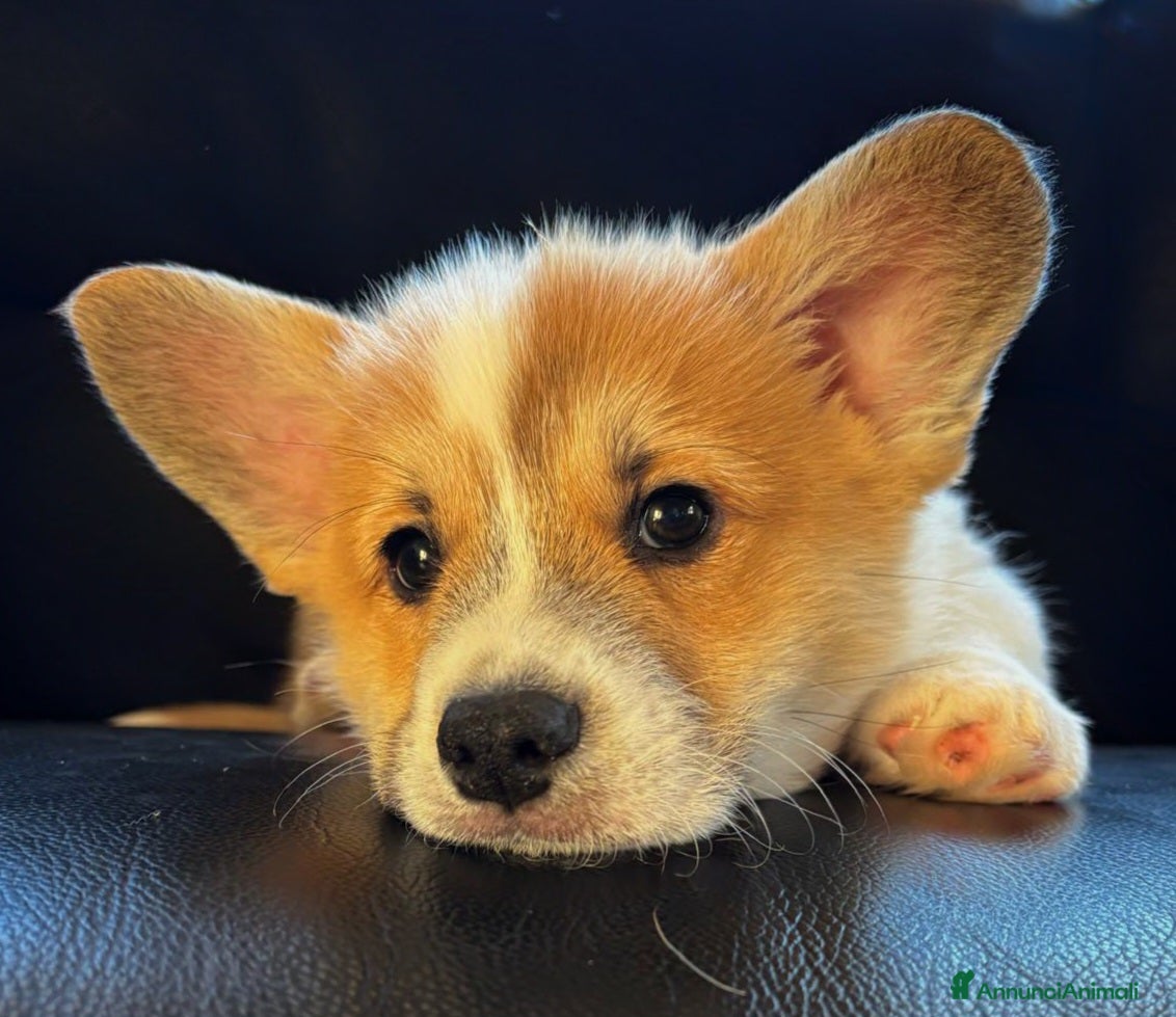 Corgi Pembroke cani Cuccioli Corgi Pembroke  - Annuncio 1