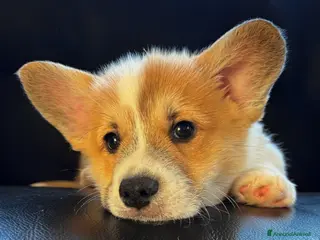 Corgi Pembroke cani Cuccioli Corgi Pembroke - Annuncio 1