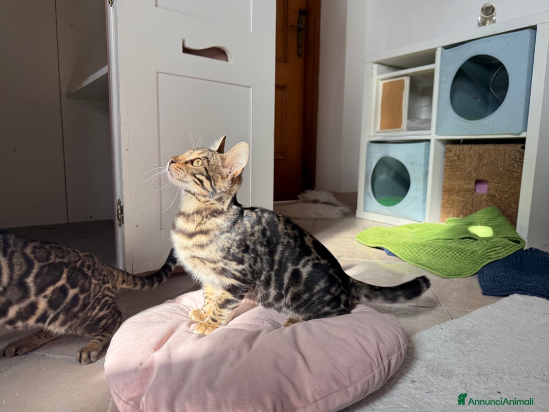 Bengala gatti in vendita: Stupendo bengala brown  - Annuncio 3