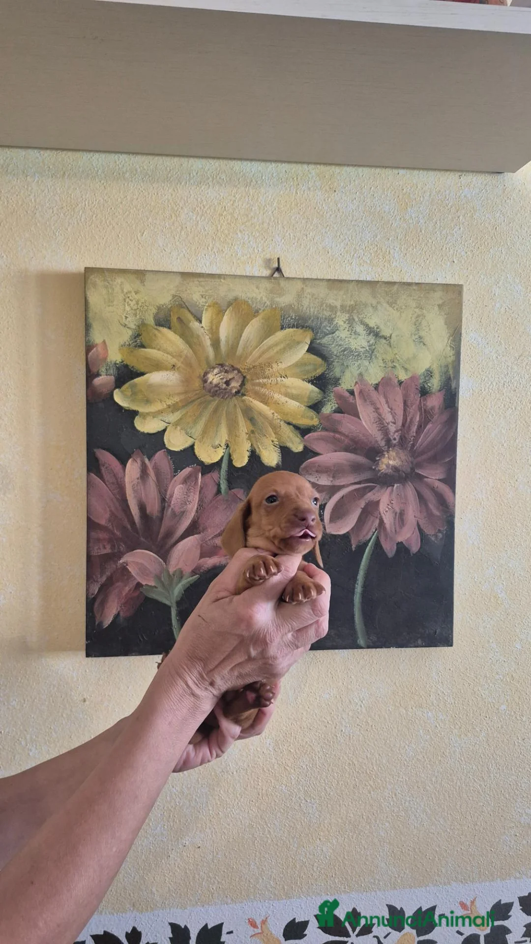 Bassotto cani in vendita: Bassotti  - Annuncio 2